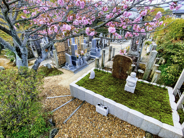苔と桜の樹木葬 正覚寺